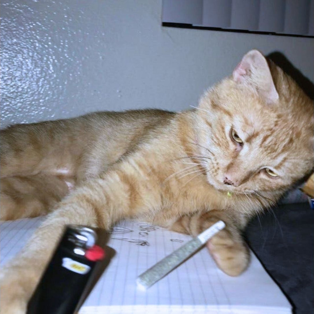 Project_645
